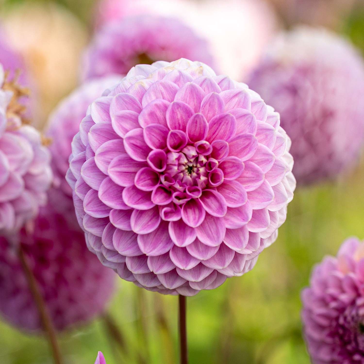Daalia 'Sweet Fabienne'